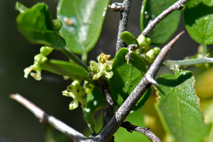 Spiny Hackberry has small greenish-yellow flowers, inconspicuous, that bloom from March to May. Celtis pallida 